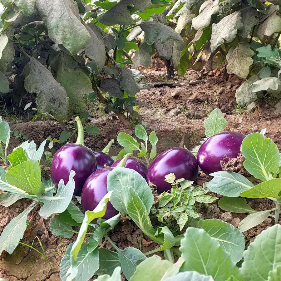 Royal Farm Bharatpur 아파트 외부 사진